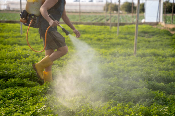 Best Ant Control Services  in Baldwyn, MS