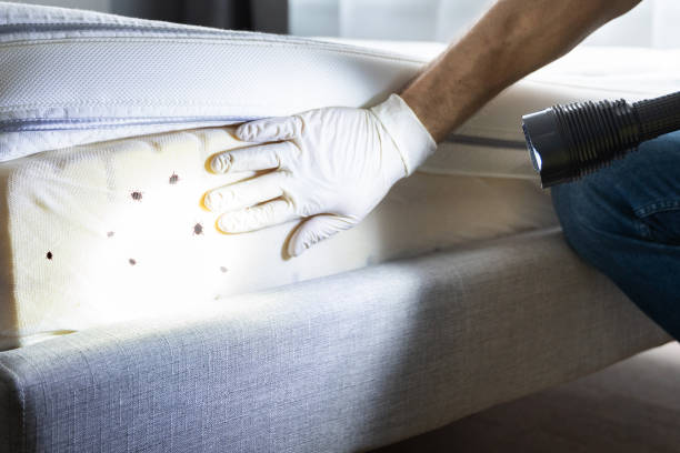 Best Affordable Pest Control Services  in Baldwyn, MS